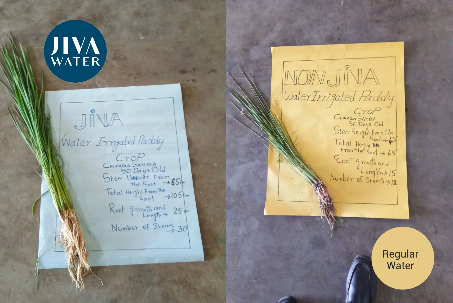 Test Report from Lab for Farm Produce - Paddy