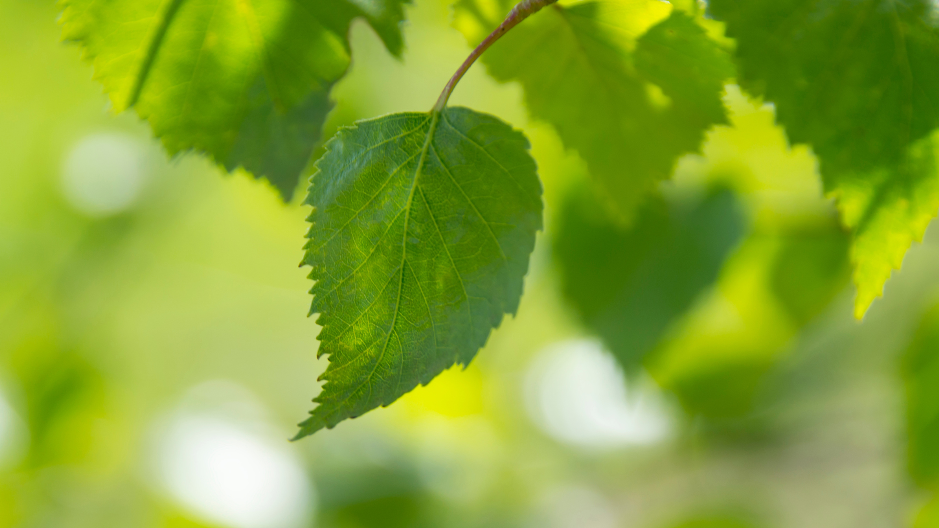 Report of Impact on Leaves from plants that are fed with Normal Water and Jiva Water