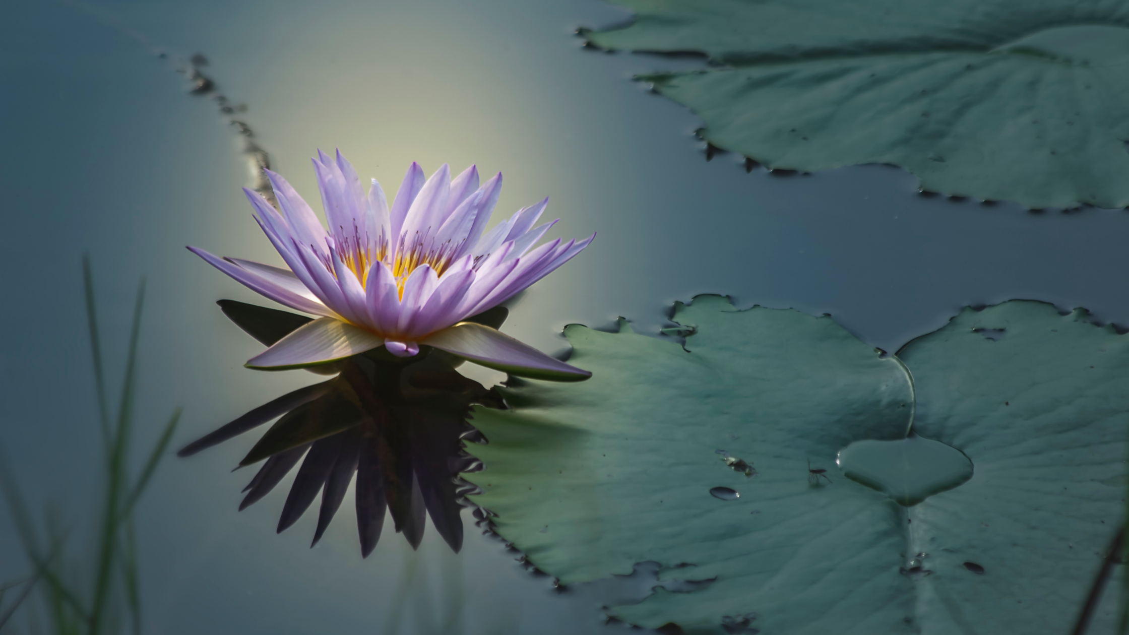 Mantra Pushpam: Water Holds the Key