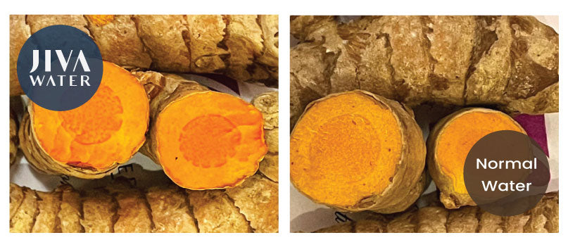 Test Reports from Farm Produce - Turmeric