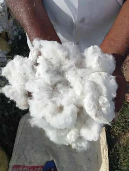 Cotton_From_Jiva_Water